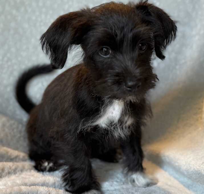 Photo of Scottie 