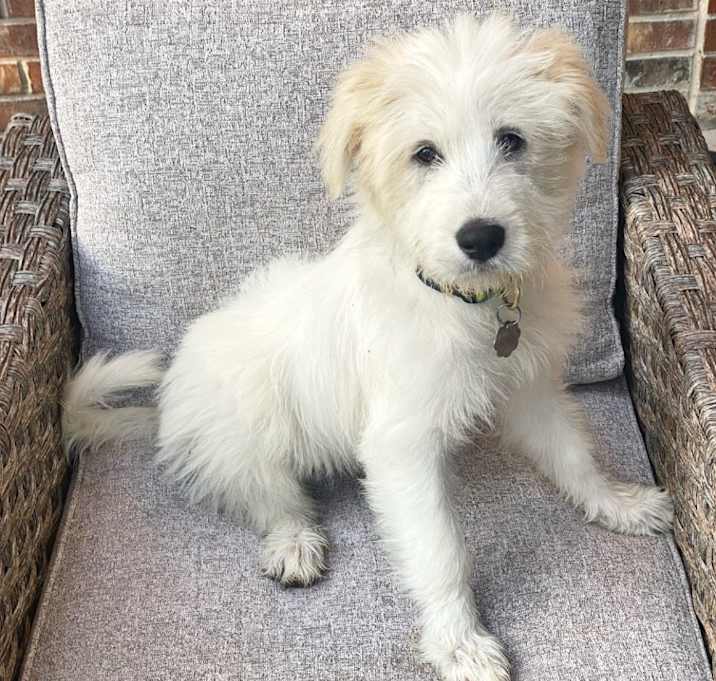 Photo of Blossom