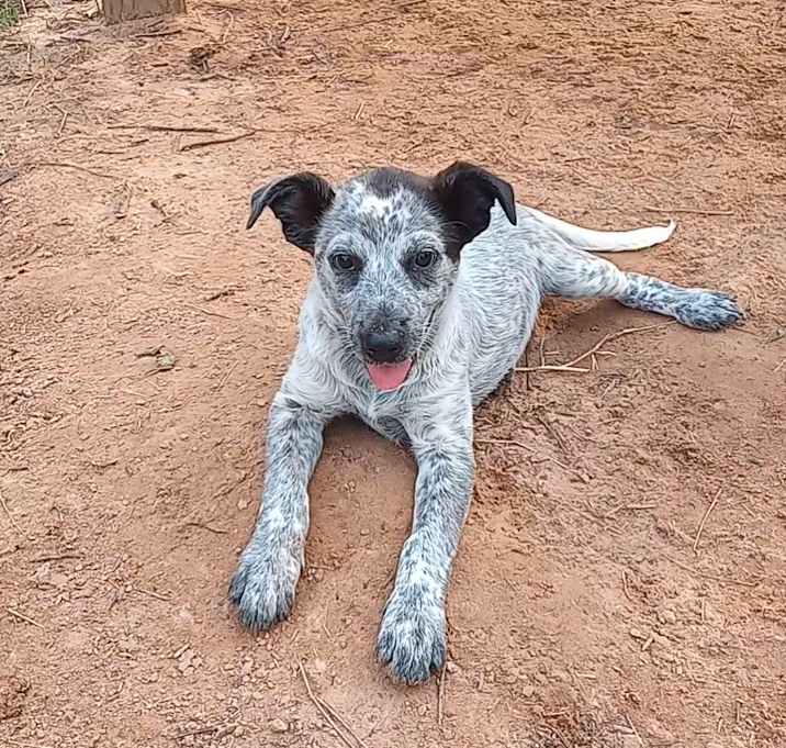 Photo of Bluey