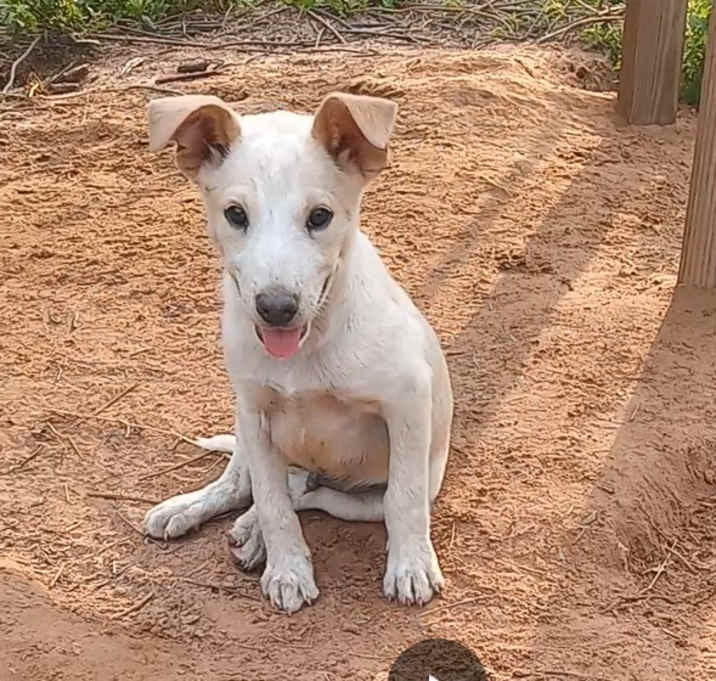 Photo of Spike