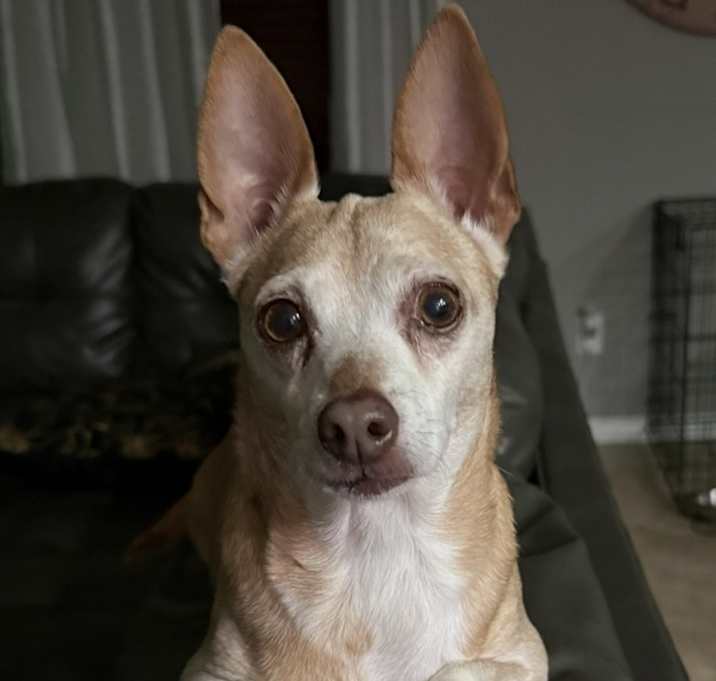 Photo of Felix