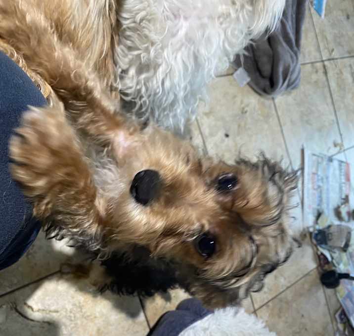 Photo of Toby