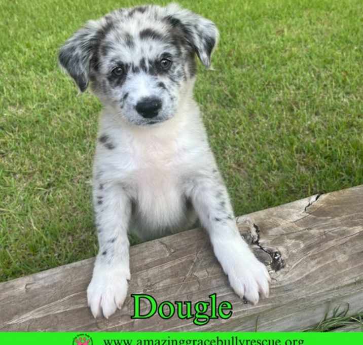 Photo of Dougal