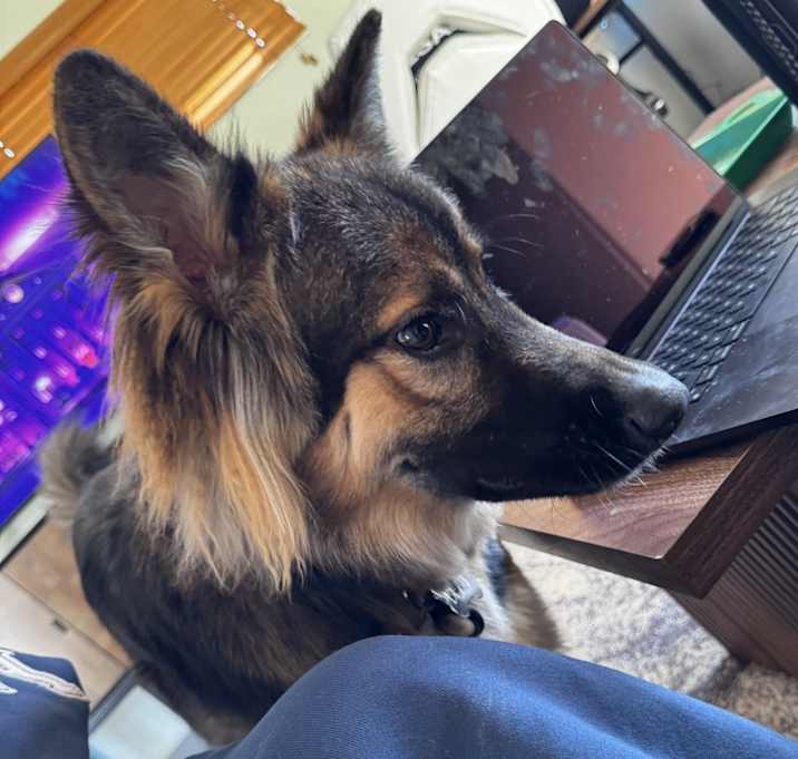 Photo of Beau