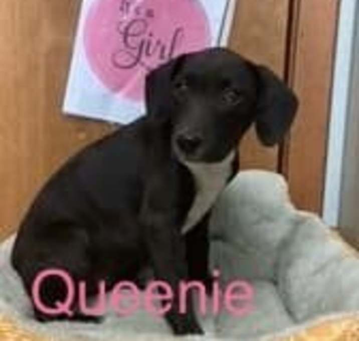 Photo of Queenie
