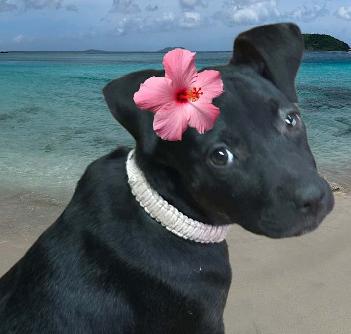 Photo of Skidz