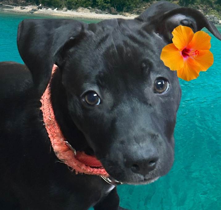 Photo of Wrangler