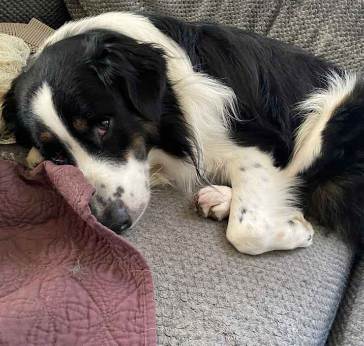 Photo of Scamp
