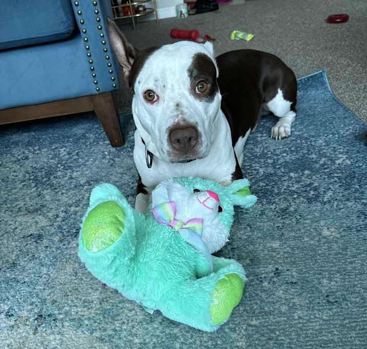Photo of King Zeus Goines ( red nose Pitbull)
