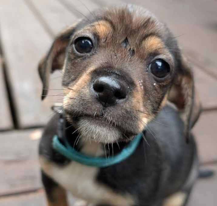 Photo of Otter