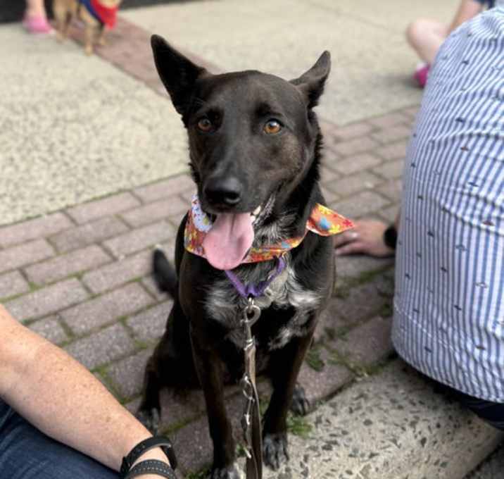 Photo of Indigo - Indeed A Good Boy!