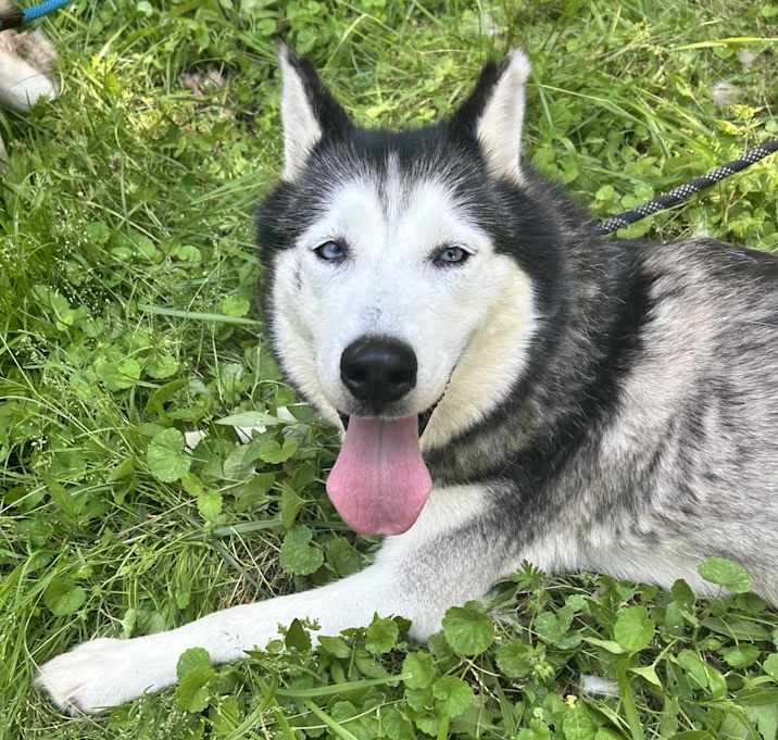 Photo of Silver