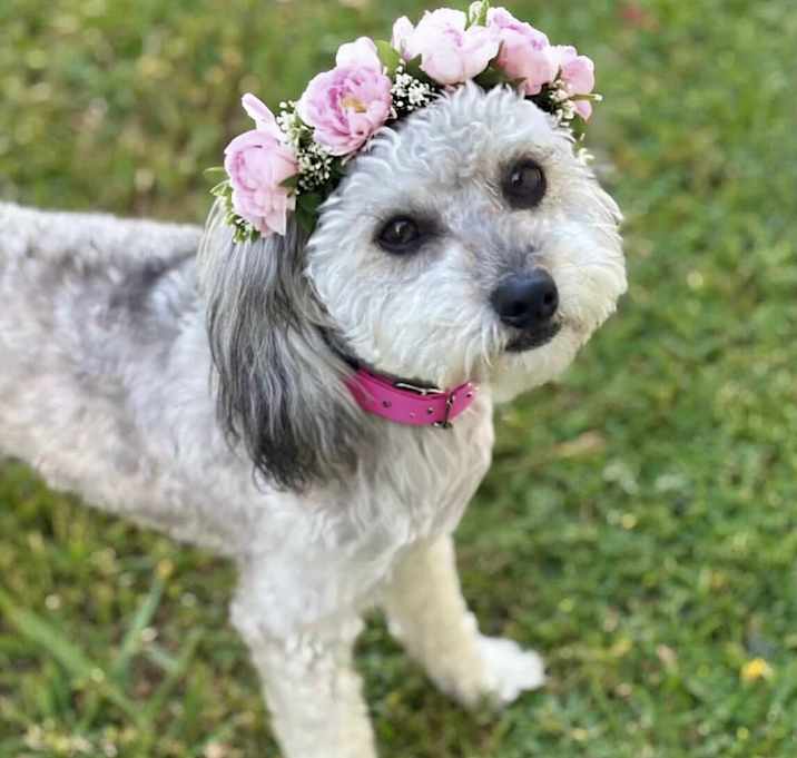Photo of Belle