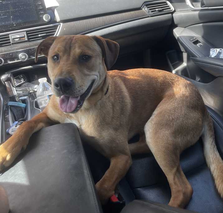 Photo of Goose