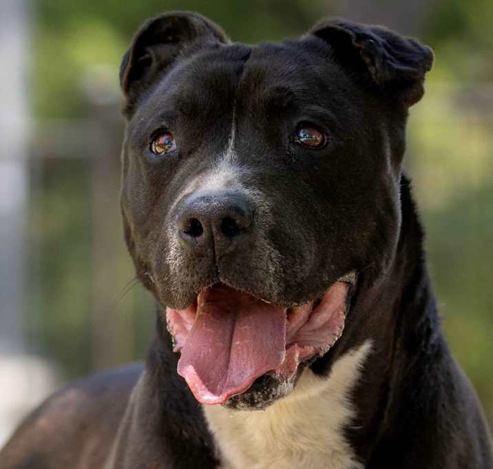 Photo of Milo - ECAS