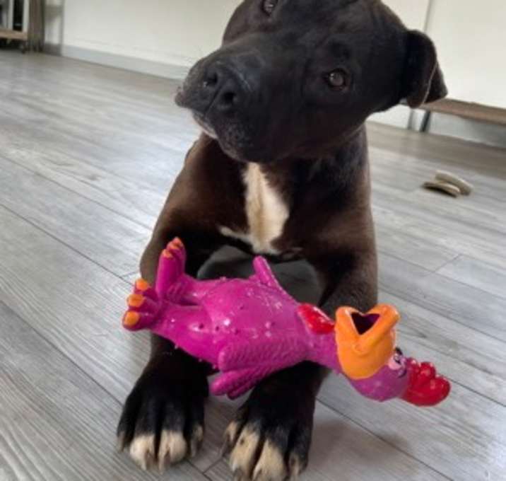 Photo of Rocko