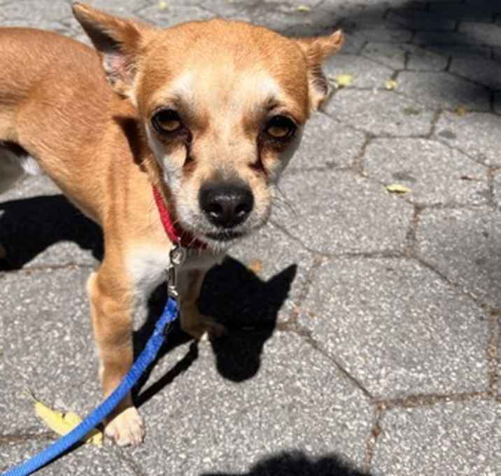 Photo of Cookie (Bonded To Coco)