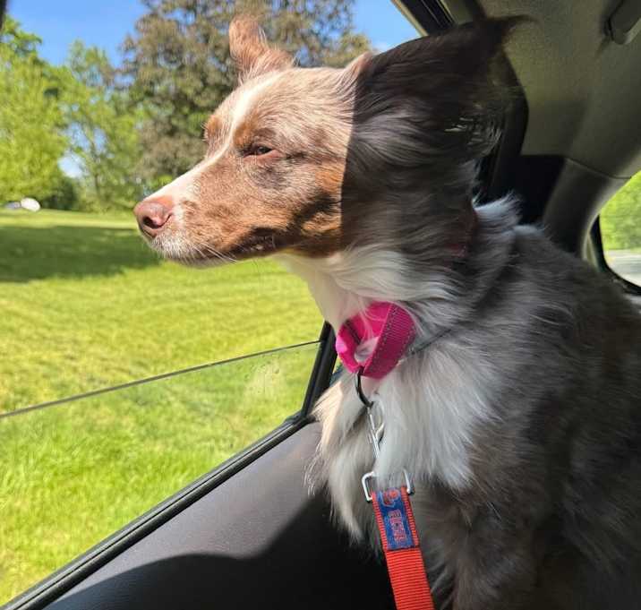 Photo of Brandy