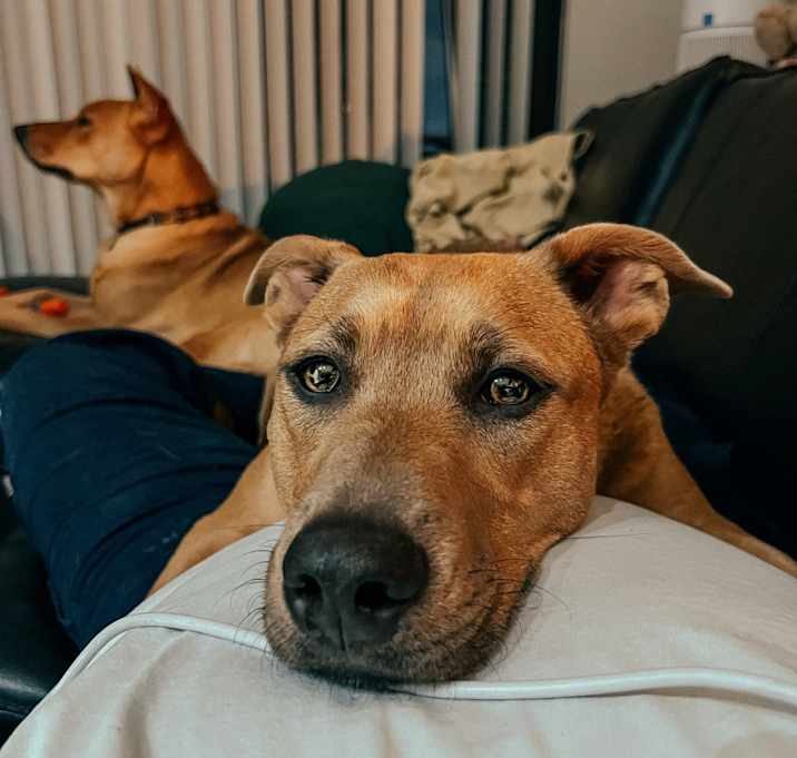 Photo of Suki
