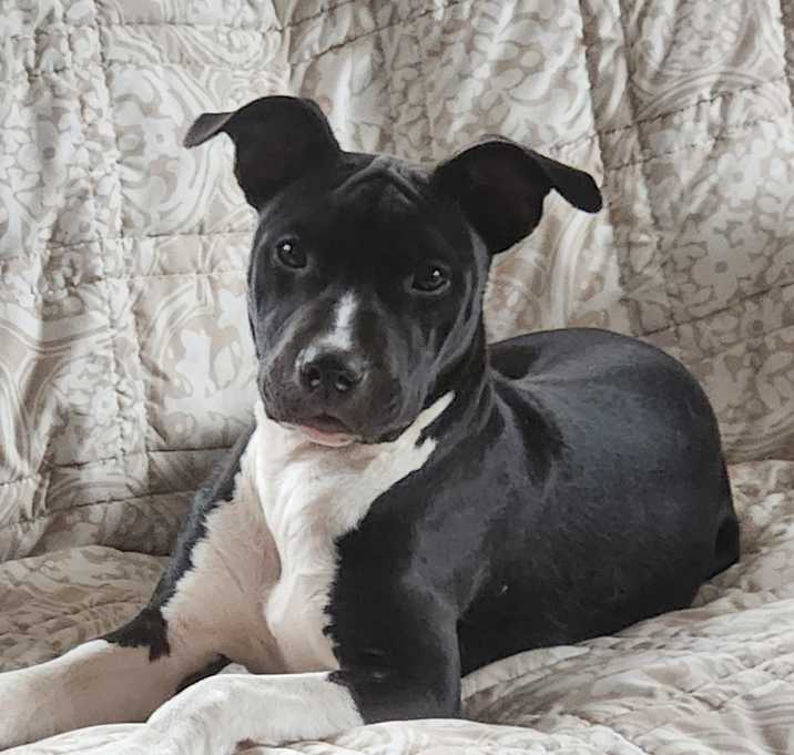 Photo of Gracie