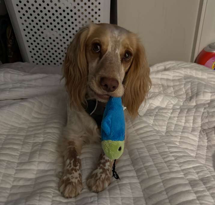 Photo of Dash