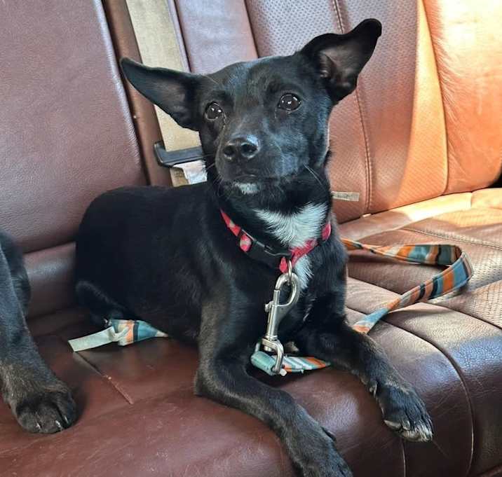 Photo of Rocco