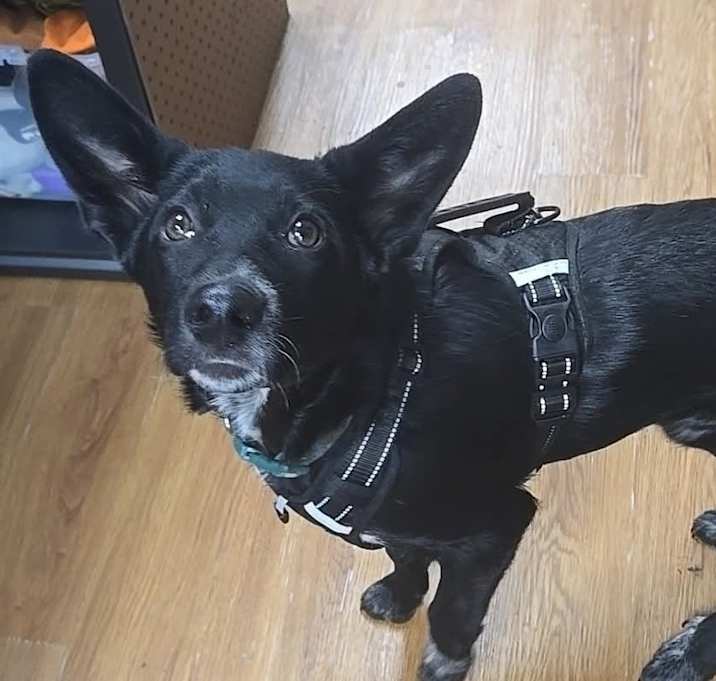 Photo of Meatball
