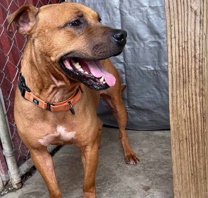 Photo of MILES | 1 in 20,000 Hermaphrodite | $0 Adopt Fee!