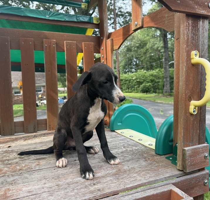Photo of Wilbur