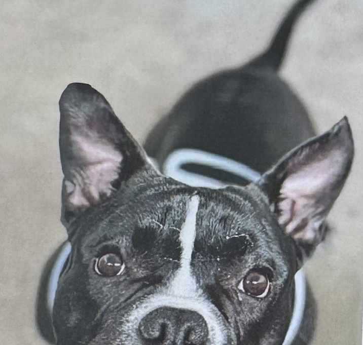 Photo of Juniper