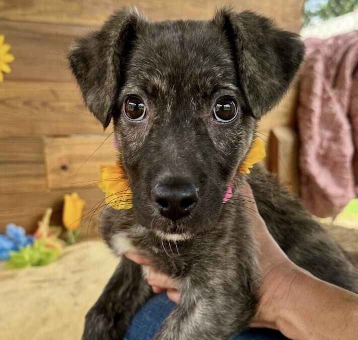 Photo of Baby Daisy