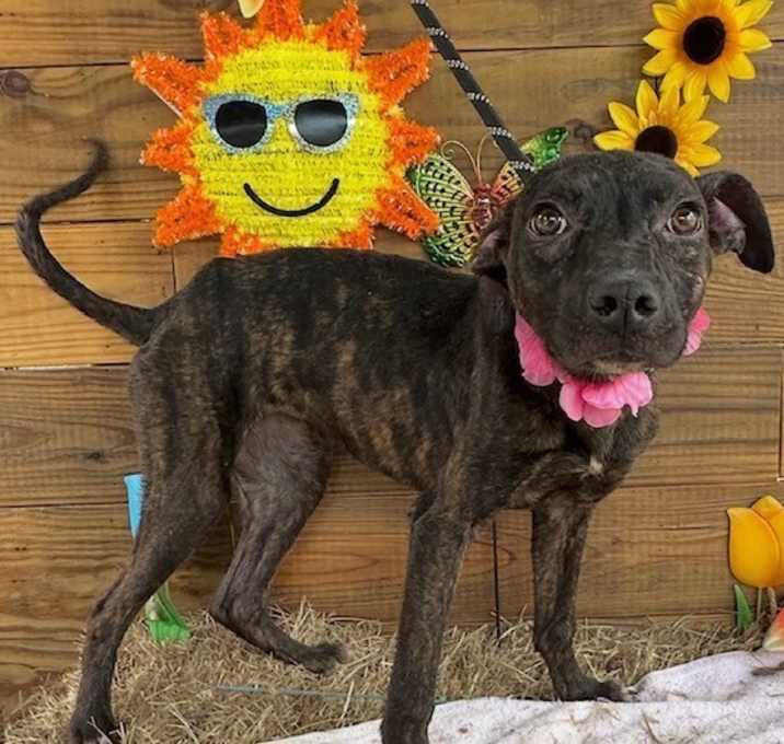 Photo of Pup Star