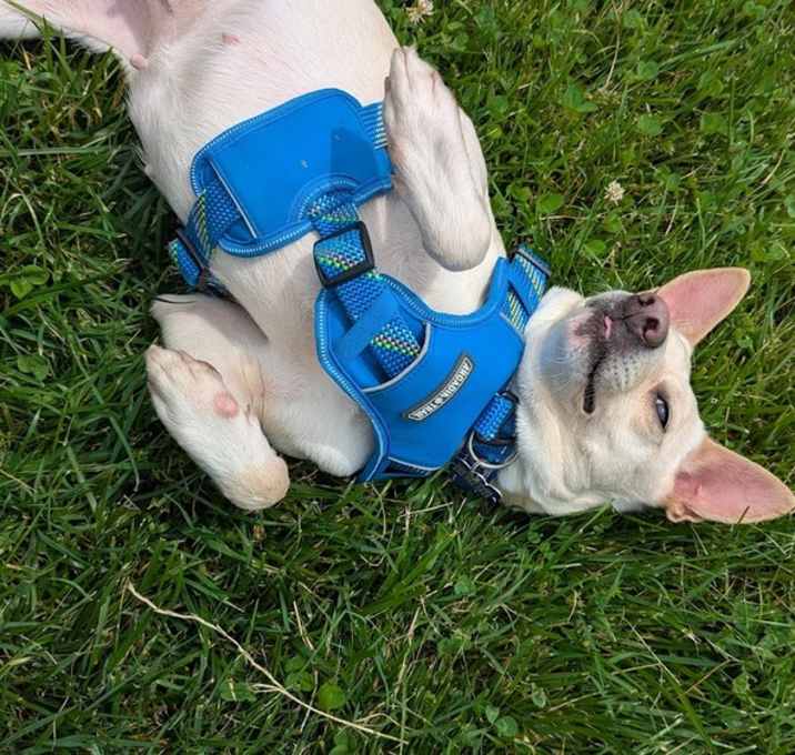 Photo of Yoda aka Birdie