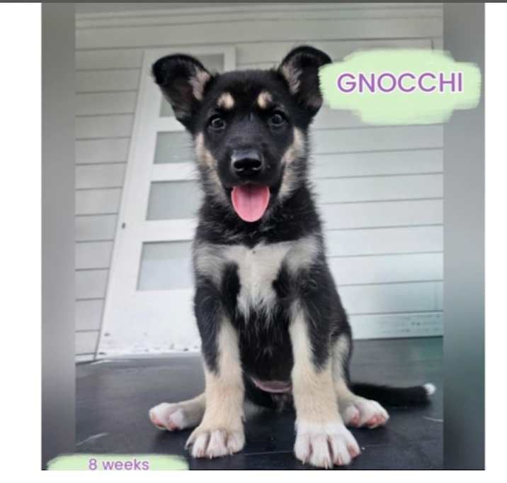 Photo of GNOCCHI