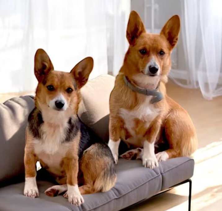 Photo of Tink and Freya Bonded Pair