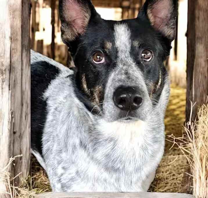 Photo of Cowboy