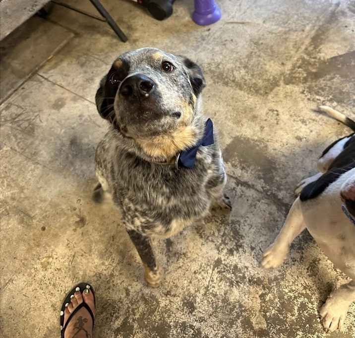 Photo of Duke (Duckie)