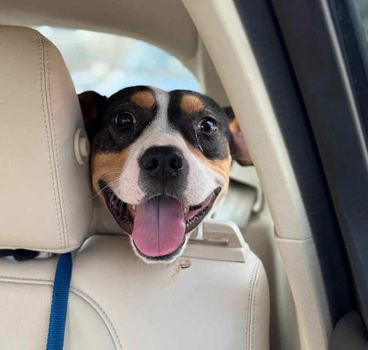 Photo of Hooch