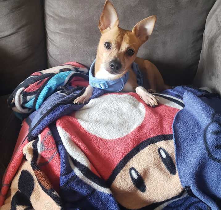 Photo of Bambi