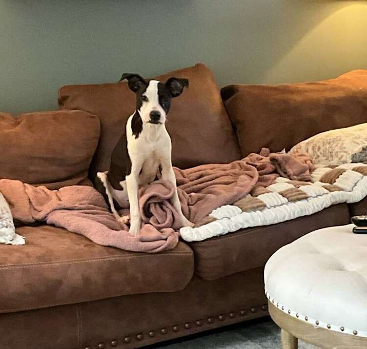 Photo of Vevay Paws : Lucy