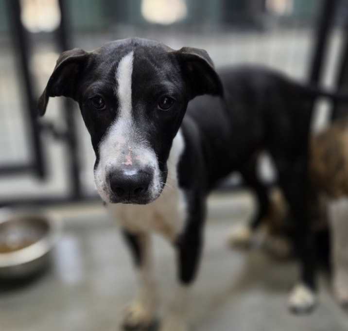 Photo of Vevay Paws : Victor