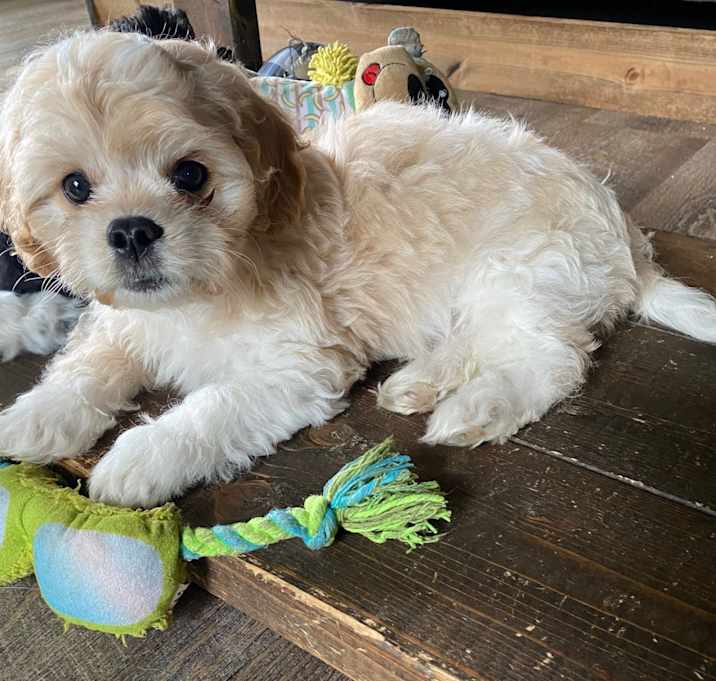Photo of Gander
