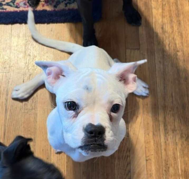 Photo of Pixie