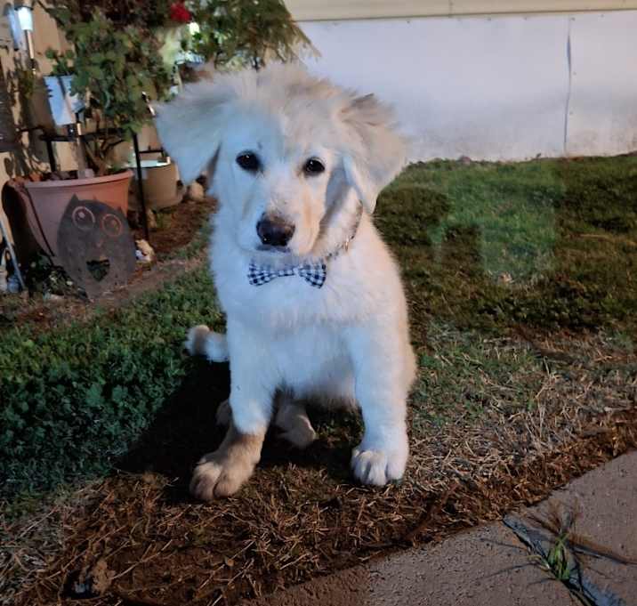 Photo of Bowser