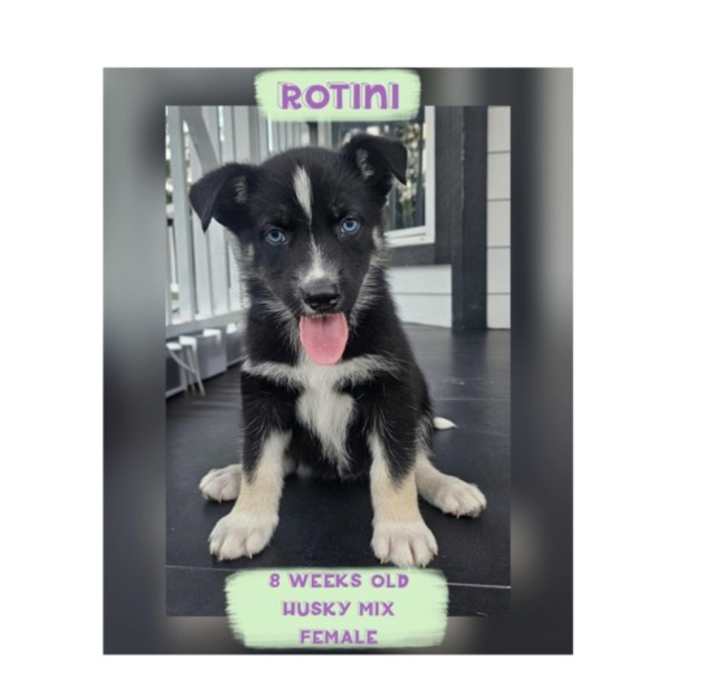Photo of ROTINI
