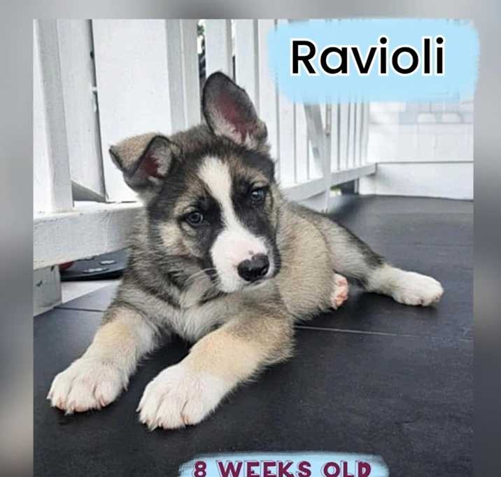 Photo of RAVIOLI