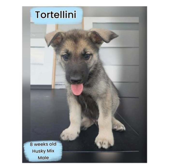 Photo of TORTELLINI