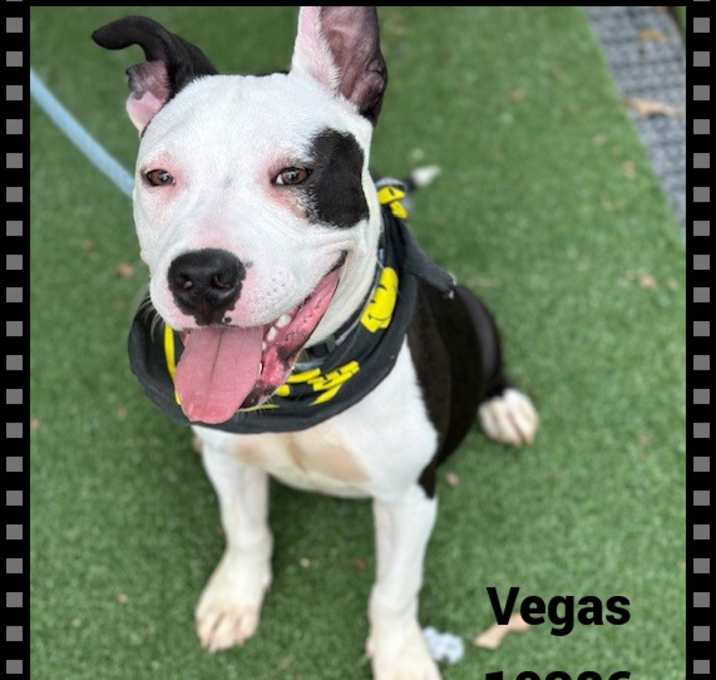 Photo of VEGAS