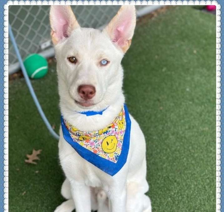 Photo of ODIN