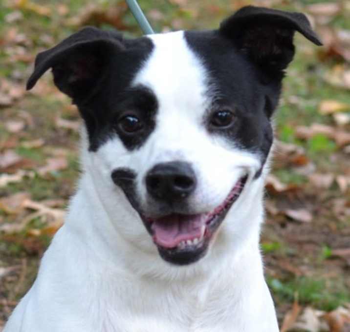 Photo of Balto